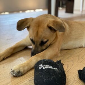 Max Minghella Instagram - One year of living with this party animal #adoptdontshop @thelabellefoundation