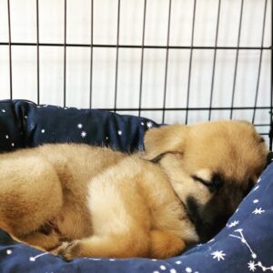 Max Minghella Instagram - This is my new roommate. He’s 7 weeks old. Wish me luck. Thank you @thelabellefoundation for making it happen #nationalpuppyday