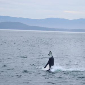 Maxime Dufour-Lapointe Instagram - Un spectacle inattendu d’une partie de chasse d’un groupe d’épaulards digne du National Géographic!! 🐋 Victoria You were Wild !! ✨