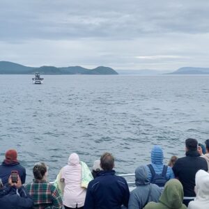 Maxime Dufour-Lapointe Instagram - Un spectacle inattendu d’une partie de chasse d’un groupe d’épaulards digne du National Géographic!! 🐋 Victoria You were Wild !! ✨
