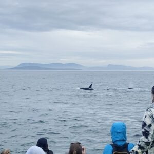Maxime Dufour-Lapointe Instagram - Un spectacle inattendu d’une partie de chasse d’un groupe d’épaulards digne du National Géographic!! 🐋 Victoria You were Wild !! ✨