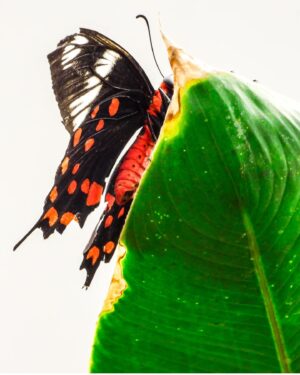 Mayur More Instagram - एक शाख़-ए-निहाल-ए-ग़म 
जिसे दिल कहो सो हरी रही!
.
.
.
.
.
.
.
.
.
.
#butterfly #butterflesarefree #butterflywings #butterfliesofinstagram #leaf #green #red #wings #art #aristemo #greenleaf #nature #free #fly #flyhigh #color