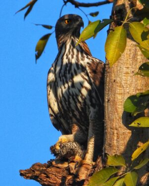 Mayur More Instagram - Crested Hawk Eagle!!