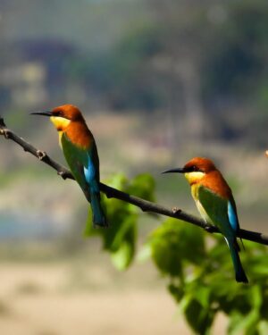 Mayur More Instagram - Chestnut headed bee eater
.
.
.
.
.
.
.
.
.
.
.
#birds #feathers #colorful #color #nature #wildbird #birdslovers #birdlovers #birdbrilliance #nature #naturephotography #natureinfocus #pocketbirds #birdsshots #bestbirdshots #bestbirdsofinstagram #ntc  #best_birds_of_world #ig_nature #ig_naturelovers @natgeoyourshot @wildbirdtrust @pangea_wild @wonderful_places @