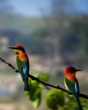 Mayur More Instagram - Chestnut headed bee eater
.
.
.
.
.
.
.
.
.
.
.
#birds #feathers #colorful #color #nature #wildbird #birdslovers #birdlovers #birdbrilliance #nature #naturephotography #natureinfocus #pocketbirds #birdsshots #bestbirdshots #bestbirdsofinstagram #ntc  #best_birds_of_world #ig_nature #ig_naturelovers @natgeoyourshot @wildbirdtrust @pangea_wild @wonderful_places @