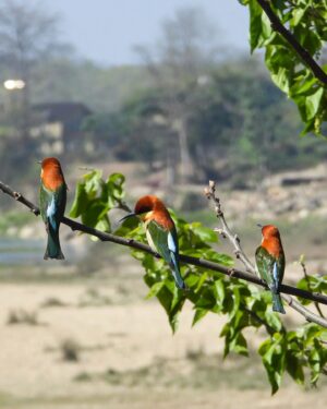 Mayur More Instagram - Chestnut headed bee eater
.
.
.
.
.
.
.
.
.
.
.
#birds #feathers #colorful #color #nature #wildbird #birdslovers #birdlovers #birdbrilliance #nature #naturephotography #natureinfocus #pocketbirds #birdsshots #bestbirdshots #bestbirdsofinstagram #ntc  #best_birds_of_world #ig_nature #ig_naturelovers @natgeoyourshot @wildbirdtrust @pangea_wild @wonderful_places @