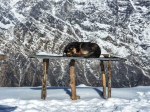 Mayur More Instagram - DON'T WORRY, BE NAPPY!!.
.
.
.
.
.
.
.
.
.
#dog #dogofmountains #mountains #himalaya #snow #sleep #mardihimal #Nepal