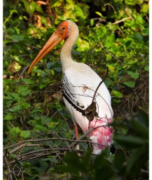 Mayur More Instagram - Painted Stork!
.
.
.
.
.
.
.
.
.
.
.
#pink #feathers #stork #birds #birdslovers #bird #birdofprey  #birdofparadise #birdoftheday #fish #birdphotography #birdphoto #nature #wildbird #wildlife #migretory #thretenedspecies #fly #wondermore