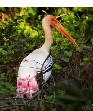 Mayur More Instagram - Painted Stork!
.
.
.
.
.
.
.
.
.
.
.
#pink #feathers #stork #birds #birdslovers #bird #birdofprey  #birdofparadise #birdoftheday #fish #birdphotography #birdphoto #nature #wildbird #wildlife #migretory #thretenedspecies #fly #wondermore