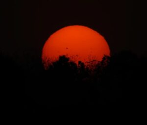 Mayur More Instagram - सूर्य अस्त, अपन मस्त!
.
.
.
.
.
.
.
.
.
#sun #sunsets #sunsetlovers #sunsetphotography #jungle #forest