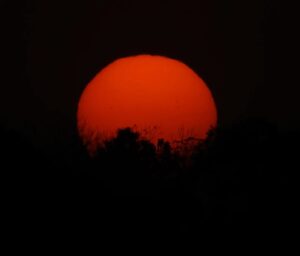 Mayur More Instagram - सूर्य अस्त, अपन मस्त!
.
.
.
.
.
.
.
.
.
#sun #sunsets #sunsetlovers #sunsetphotography #jungle #forest