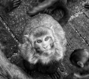 Mayur More Instagram - Sun sab ki, kar Monkey!
.
.
.
.
.
.
.
.
.
.
#monkey #monkeys #wildlifephotography #wildmonkey #chimp #aps #wildlife #blackandwhite #monochrome #eye #eyes #eyemakeup #eyebrows #eyeshadow #street #streetphotography #lunch #dinner