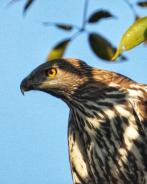 Mayur More Instagram - Crested Hawk Eagle!!