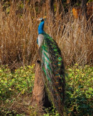 Mayur More Instagram - More Of Mayur
.
.
.
.
.
.
.
.
.
#feathers #peacock #nationalpark #nationalbird #bird #birds #color #colorful #green #grass #water #lake #beautiful #beautifulplaces #earthoutdoors #roamtheplanet #beautifulplanet #bevisuallyinspired #wandermore