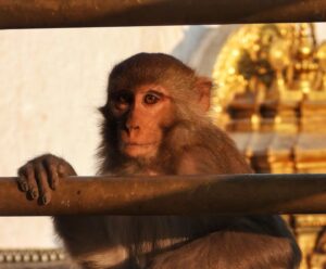 Mayur More Instagram - मंकी पांडे
.
.
.
.
.
.
.
.
.
#monkey #monkeyface #monkeytemle