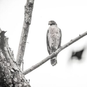 Mayur More Instagram - Crested Serpent Eagle
.
.
.
.
.
.
.
.
.
.
#eagle #eagles #wildlife #forest #monochrome #blackandwhite #silhouette #tree #river #lake #water #fly #flyhigh