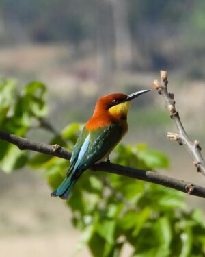 Mayur More Instagram - Chestnut headed bee eater
.
.
.
.
.
.
.
.
.
.
.
#birds #feathers #colorful #color #nature #wildbird #birdslovers #birdlovers #birdbrilliance #nature #naturephotography #natureinfocus #pocketbirds #birdsshots #bestbirdshots #bestbirdsofinstagram #ntc  #best_birds_of_world #ig_nature #ig_naturelovers @natgeoyourshot @wildbirdtrust @pangea_wild @wonderful_places @