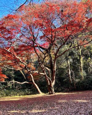 Mecco Chang Instagram - Bright winter in Japan. We are in the mood of love. 
🍁🌞
陽光燦爛的冬季是小清新

史詩般的文藝建築 絕美而壯麗￼

八方美景盡收眼底 

捎來放鬆的節奏  是愛情呀…♥️