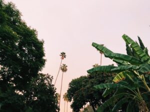 Megan Serena Trainer Instagram - California - my sweet love affair.