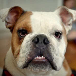 Megan West Instagram - Winston Bogart. 🤍 My first fur baby. One of a kind. And a complete character. Travel buddie. Guard dog. Incredibly smart and always incredibly stubborn. You taught me so much. The nicknames you were given by those who deeply loved you: monster, moo cow, bougie meatball. My handsome little man. A part of my heart forever. 🐶
01/09/2015-09/20/2021