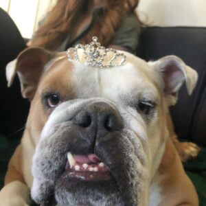 Megan West Instagram - Winston Bogart. 🤍 My first fur baby. One of a kind. And a complete character. Travel buddie. Guard dog. Incredibly smart and always incredibly stubborn. You taught me so much. The nicknames you were given by those who deeply loved you: monster, moo cow, bougie meatball. My handsome little man. A part of my heart forever. 🐶
01/09/2015-09/20/2021