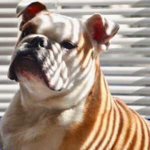 Megan West Instagram - Winston Bogart. 🤍 My first fur baby. One of a kind. And a complete character. Travel buddie. Guard dog. Incredibly smart and always incredibly stubborn. You taught me so much. The nicknames you were given by those who deeply loved you: monster, moo cow, bougie meatball. My handsome little man. A part of my heart forever. 🐶
01/09/2015-09/20/2021