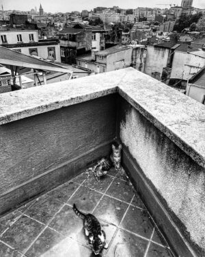 Mehmet Ali Nuroğlu Instagram - 