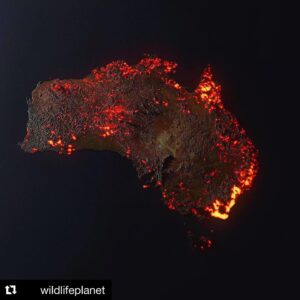 Mehmet Günsür Instagram - #Repost @wildlifeplanet
・・・
Nearly 200 fires are still burning across the entire country of Australia, with smoke spreading across thousands of miles — affecting places as far as New Zealand, where ash has turned glaciers yellow.

More than 15 million acres of land has been scorched — 7x the 2019 Amazon fires and 3x the 2018 California fires. The death toll has climbed to at least 24 people and more than 1,200 homes have been destroyed.

It's estimated that 8000 koalas (one third of the koala population in New South Wales) have been killed –– a figure that is feared to be even higher as the fires continue. Due to their slow movement, koalas are more at risk as they’re unable to escape the flames.

These are the devastating effects of anthropogenic climate change. This is the slaughter of life, the destruction of nature and the loss of hope. Let’s make 2020 the year that we stand up for the climate. It’s time to speak up for the voiceless and take action for what is right.

Thankfully, conditions are beginning to ease as firefighters are gaining control over several dangerous fires. The awareness shared through social media has helped raise tens of millions of dollars, money which will help aid first responders and animal rescuers to do all they can to put an end to this nightmare.

Donating is the best way you can help –– but if you can't afford to donate, please help spread awareness. It makes more of an impact than you’ll ever know.

Thank you to everyone who has helped spread the word and for supporting us in using this platform for good 🖤

cc: Oscar Balderas / @dale_appleton / @david.caird / @1300koalaz