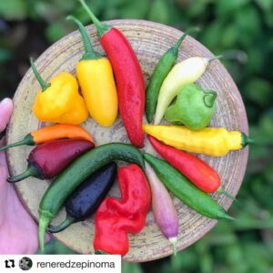 Mehmet Gürs Instagram - @reneredzepinoma yerellik ile ilgili ne yazmış bi göz atın... yerli malzeme olarak gördüğümüz domates, patlıcan, limon gibi ürünler hep başka yerden geldi.  Yerel, milli, geleneksel mutfak nedir?  Düşünmekte yarar var... #Repost @reneredzepinoma with @get_repost
・・・
Local chiles. Who would have thought that these spicy peppers, born thousands of years ago in what is today Mexico, would become a naturalized citizen in Denmark. “what constitutes Scandinavian terroir?” Well, that depends on how far back in time you go. Cucumbers, wheat, parsley, these are all plants that were born somewhere else, and transported here by traders and merchants until they called this place home in the minds of Danish citizen’s and their cuisine. That chiles remind us of a tropical climate maybe means that we should spend MORE time cooking with them, until they’re considered as Danish as rye bread. I always say if it grows well here, it belongs here.