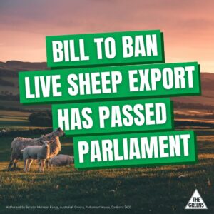 Mehreen Faruqi Instagram - Well, it finally happened. Yesterday the bill to end the cruel live sheep export trade passed parliament! 

Shutting down this barbaric trade is a historic win for every single person who cares about animal welfare in this country.

So proud that the Greens have always been on the right side of history when it comes to animal welfare. We will finally stop these ships of misery from ever sailing again.