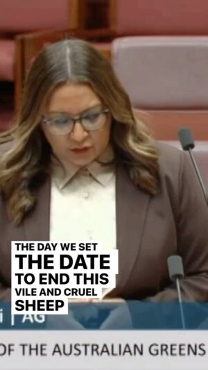 Mehreen Faruqi Instagram - Today is a momentous day for animal welfare in parliament, with the end of the cruel live sheep export trade finally in sight!

Debate has begun in the Senate and you can watch this space for news on the passing of the bill throughout the day. 

#EndLiveSheepExport