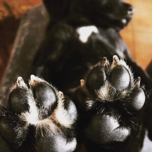 Melike Emiroğlu Instagram - Bu dünyayı güzelleştiren can meleklerim ben sizin diliniz,sözünüz olmaya,size yardıma etmeye geldim Allahım hepinize yardım etme gücü versin..Sizi hep kalbi güzel insanlarla karşilaştırsın sevmek,görmek,beslemek,yardim etmek ruhunuzu besler onlardan korkmayın onlardan korkan,sevmeyenlerden korkun..
Bu dünya sizinle güzel #4ekimhayvanlarıkorumagünü 
Onları koruyan,seven,bir kap suyu esirgemeyen herkesten Allah razı olsun seveniniz cok olsun❤️ mutlu pazarlar