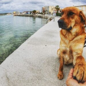 Melike Emiroğlu Instagram - Bu dünyayı güzelleştiren can meleklerim ben sizin diliniz,sözünüz olmaya,size yardıma etmeye geldim Allahım hepinize yardım etme gücü versin..Sizi hep kalbi güzel insanlarla karşilaştırsın sevmek,görmek,beslemek,yardim etmek ruhunuzu besler onlardan korkmayın onlardan korkan,sevmeyenlerden korkun..
Bu dünya sizinle güzel #4ekimhayvanlarıkorumagünü 
Onları koruyan,seven,bir kap suyu esirgemeyen herkesten Allah razı olsun seveniniz cok olsun❤️ mutlu pazarlar