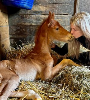 Melissa Moore Instagram - Foaling season is full of highs and lows.  But they don’t get much higher than this 🥰💙❤️ #grateful for this life full of equine love #foalingseason #blessed 

Sunrise’s Ladies Man x Double O’Rose

Both sire and dam were breed and born @sunrisestables27 #breedingprogram photo by @emmamcaruso