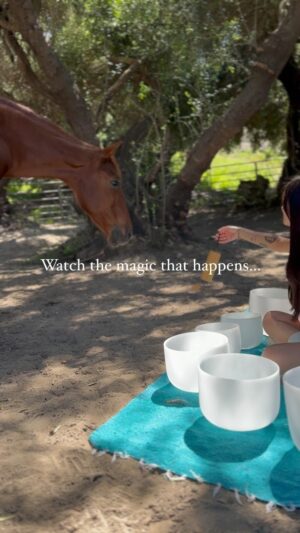 Melissa Paulo Instagram - My best friend Grace had a vision of me playing the soundbowls for her horses under the olive trees on her property, today we made that vision come to life.

It was truly magical observing the way the horses responded, especially her mare, Fancy G. 

The sounds immediately brought her into a calm and relaxed state as you can see through her physical response. When horses move their ears forward and snort it is a sign they feel safe and happy. 

I think she may be a regular client 😉🐴

wearing my fav linen set from @pokolokoltd 

#soundhealing #soundtherapy #horselove #horse #equinetherapy #horsetherapy #horsesoundtherapy #horsesoundhealing #horsehealing #horsemagic #spiritanimal #soundbowls #crystalsoundbowls #soundbath #horsesoundbath #equestrian #equestrianesoundbath #equinesoundbath #mare #moorpark  #horselife #ranchlife #yellowstone #horsesofinstagram #horsemedicine #horsemeditation #horselover 
#soundbathmeditation #soundbathworld #soundbathla