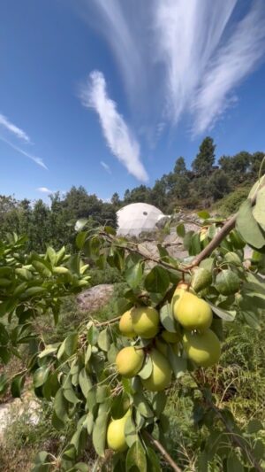 Mellissa Laycy Instagram - Foraging in the mountains of Portugal @ecowildspirit for breakfast! How incredible to wake up and have an abundance of delicious goodies all around. Natures candy!! LOVE 💕 

🍒🍓🍑🍋🍉🍏🍇 

#forgaing #fundao #boom #forage #community #garden #eco #offgrid #mountains #solarpower #earthship #ecohouse #festival #boomtown #castellobranco #castello