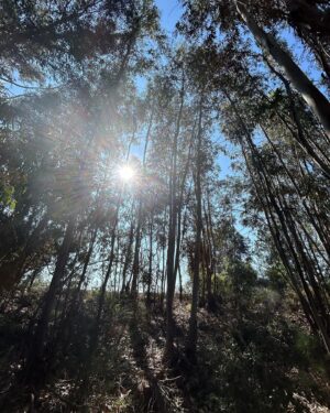 Mellissa Laycy Instagram - Magic days, life transformed 🥰

1. Learning about bees, honey making and local olive oil.
2. Travel days 
3. Mermaid coves and mushrooms
4. Grandmas crochet 
5. Breakfast papaya 
6. The land @ecowildspirit 
7. Showering in a school bus 
8. Fruits of the land 
9. Arriving at midnight to trek to the land 
10. Lunch on a swing 

Life could actually always be like this 🤔😍

Still looking for someone to make this dream a reality with me, I have the land but not the skills to create a eco retreat, get away. Tag someone who might be able to help 🥰

Thank you for making it so special @roxannehotchkiss @lovequintaoasis @canineneeds @merkabah.life @aliveoaks @keelayogafarm @pedro.teodosio @amala_yoga