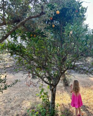 Mellissa Laycy Instagram - Magic days, life transformed 🥰

1. Learning about bees, honey making and local olive oil.
2. Travel days 
3. Mermaid coves and mushrooms
4. Grandmas crochet 
5. Breakfast papaya 
6. The land @ecowildspirit 
7. Showering in a school bus 
8. Fruits of the land 
9. Arriving at midnight to trek to the land 
10. Lunch on a swing 

Life could actually always be like this 🤔😍

Still looking for someone to make this dream a reality with me, I have the land but not the skills to create a eco retreat, get away. Tag someone who might be able to help 🥰

Thank you for making it so special @roxannehotchkiss @lovequintaoasis @canineneeds @merkabah.life @aliveoaks @keelayogafarm @pedro.teodosio @amala_yoga