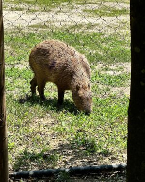 Mercedes Yvette Instagram - A great day @capemaycountyzoo