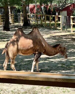 Mercedes Yvette Instagram - A great day @capemaycountyzoo