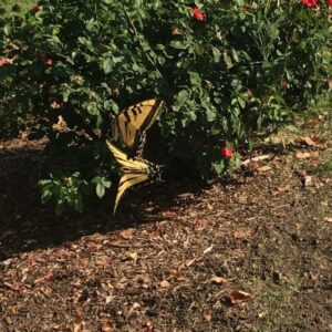 Meredith Monroe Instagram - Look who I met on my run this morning! 🦋🦋 #master #camera work 😂 I really think I missed my calling & should be behind the 🎥 🤣. #tgif #mothernature #beauty #butterflies #endorphins