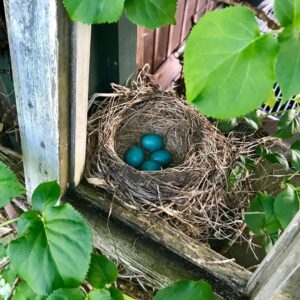 Meredith Monroe Instagram - #mothernature on the #farm #mommytobe #quadruplets #robins-eggs💕