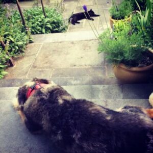 Meredith Vieira Instagram - Let sleeping dogs...and cats...lie.  Oh to be these two!