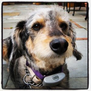 Meredith Vieira Instagram - Richard is home now and so is Jasper -- let the games begin!