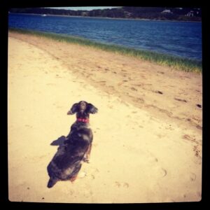Meredith Vieira Instagram - One happy dog   one cool breeze   one sandy beach = HEAVEN  and SAND FLEAS! #CapeCod #Jasper #dogsofinstagram