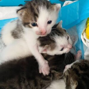 Merlin Griffiths Instagram - #kittensofinstagram #catsofinstagram sooooooo cuuuuuute! ♥️♥️♥️♥️♥️