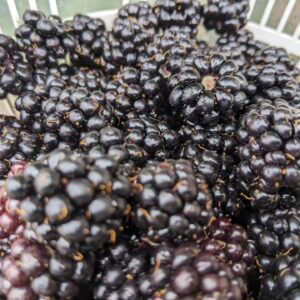 Merlin Griffiths Instagram - Heads up! A favourite time of year has begun. #Blackberries in season!! 
A Rhubarb, Blackberry & Apple Crumble is possibly one of the finest things ever. X
#forage #eat #enjoy
