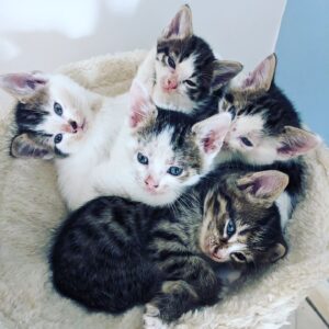Merlin Griffiths Instagram - #catsofinstagram 2 left to go to their new, loving homes. As much as I'll miss the little furballs... It'll be good to get the house back! 🍻