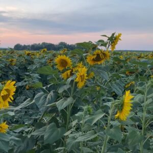Mery Cabezuelo Instagram - Que los girasoles buscan el sol, todos lo sabemos, ¿pero sabéis qué hacen cuando el día es nublado y el sol no aparece? No se quedan mustios ni cabizbajos, no. Se buscan los unos a los otros para intercambiar energía y mantenerse erguidos hasta que el sol vuelve a salir. De hecho, si uno de ellos se queda sin pareja, el más cercano alterna su dirección para ayudar al más solitario. La naturaleza vuelve a darnos las mejores lecciones: Si no tenemos el sol de nuestra parte, siempre nos podemos tener los unos a los otros. 
Texto: @cultureando