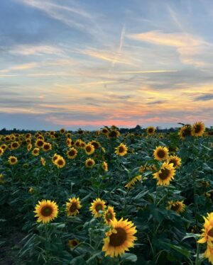 Mery Cabezuelo Instagram - Que los girasoles buscan el sol, todos lo sabemos, ¿pero sabéis qué hacen cuando el día es nublado y el sol no aparece? No se quedan mustios ni cabizbajos, no. Se buscan los unos a los otros para intercambiar energía y mantenerse erguidos hasta que el sol vuelve a salir. De hecho, si uno de ellos se queda sin pareja, el más cercano alterna su dirección para ayudar al más solitario. La naturaleza vuelve a darnos las mejores lecciones: Si no tenemos el sol de nuestra parte, siempre nos podemos tener los unos a los otros. 
Texto: @cultureando